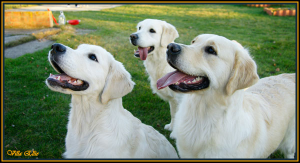 perro golden retriever villa ellie